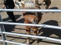 Hippotherapy_4-4